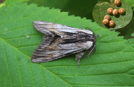 Pergament-Zahnspinner (Harpyia milhauseri) - © Leo Kuzmits